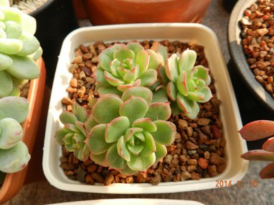 艾格尼斯玫瑰红化妆多图对比 《艾格尼斯玫瑰与红化妆多图对比赏析》
