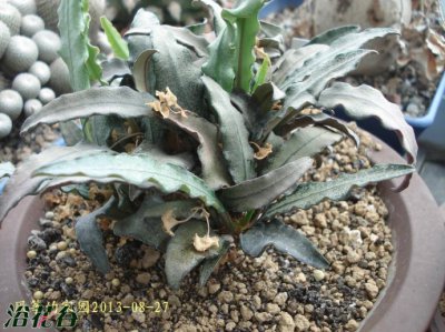 多肉植物彩叶麒麟介绍 彩叶麒麟图片