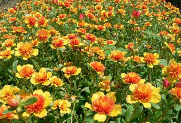 太阳花大全图片四
