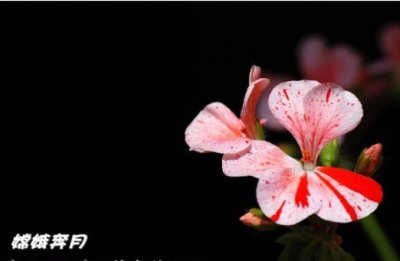 天竺葵（直立）品种讲解 天竺葵（直立）品种图片