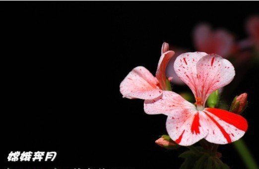 天竺葵（直立）品种图片一