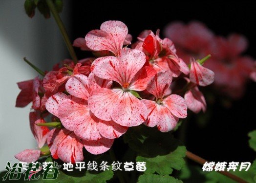 天竺葵（直立）品种图片二