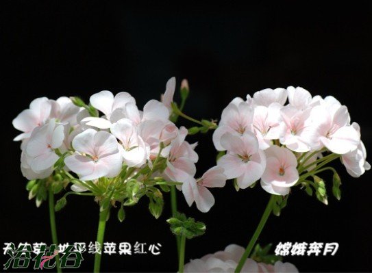 天竺葵（直立）品种图片三