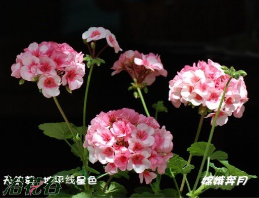 天竺葵（直立）品种图片四