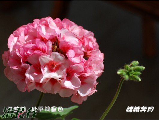 天竺葵（直立）品种图片五