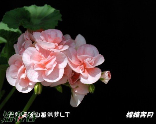 天竺葵（直立）品种图片六