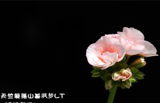 天竺葵（直立）品种图片七