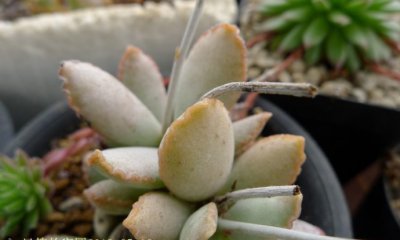多肉植物黄边皱叶天章讲解 黄边皱叶天章图片大全