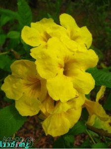 黄花硬骨凌霄介绍 黄花硬骨凌霄长什么样图