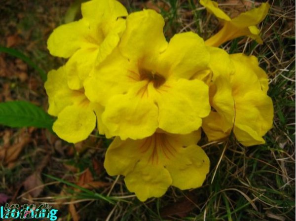 黄花硬骨凌霄图片二
