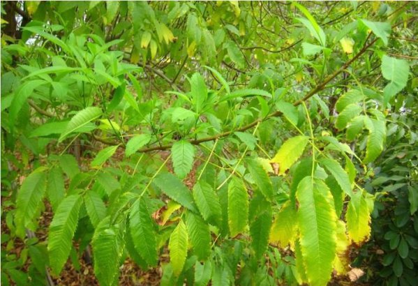 黄花硬骨凌霄图片三