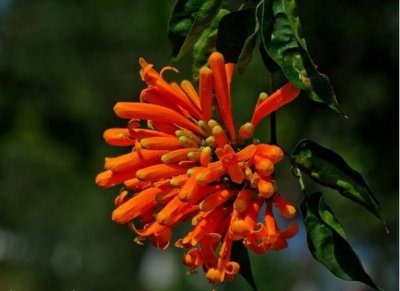 炮杖花介绍 炮杖花图片集