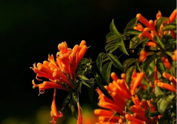 炮杖花图片三