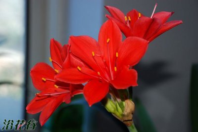花卉紫根兰详解 紫根兰图片大全