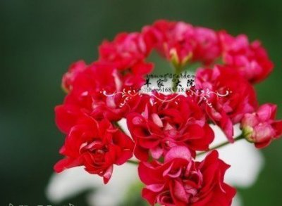 天竺葵嗲咩咩介绍 天竺葵嗲咩咩图片