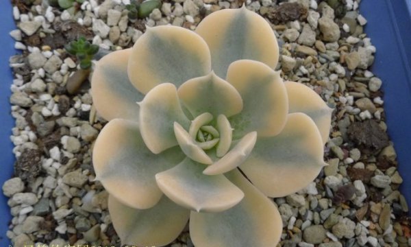 鲁氏石莲锦图片四