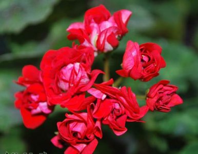 天竺葵蒂娜碗（夏玫瑰蒂娜 金心叶红碗）介绍 天竺葵蒂娜碗（夏玫瑰蒂娜 金心