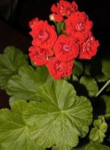 天竺葵金脉红碗介绍 天竺葵金脉红碗图片欣赏