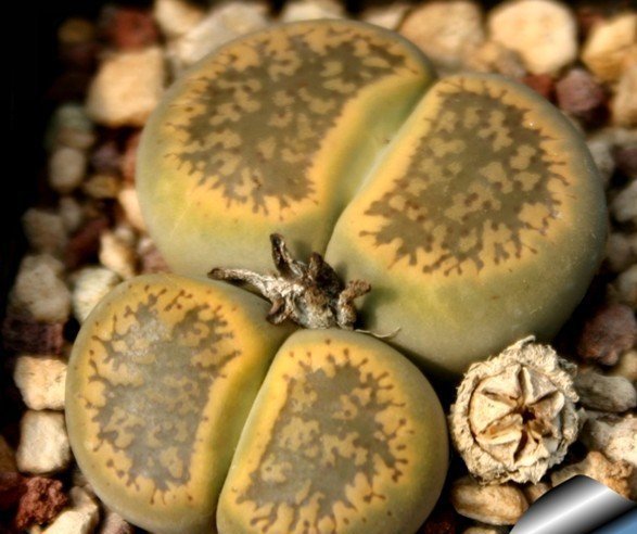 白花太阳玉图片三