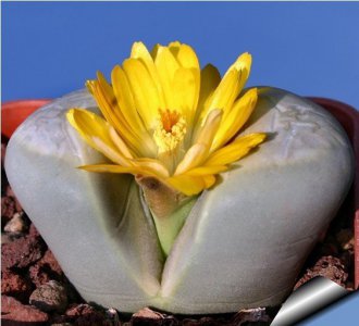 多肉植物菊水玉 212介绍 菊水玉 212图片欣赏
