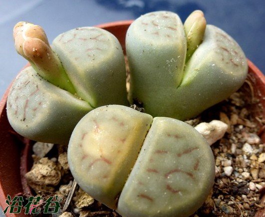 绚烂玉图片一