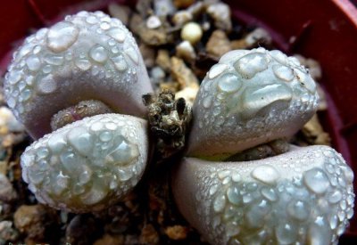 多肉植物蛇斑玉 237详解 蛇斑玉 237图片大全
