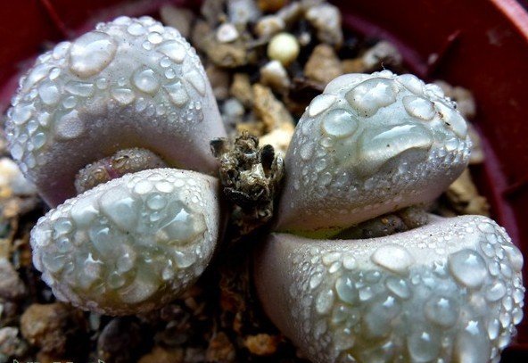 蛇斑玉 237图片一