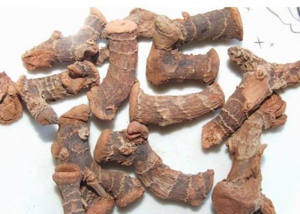 高良姜图片三
