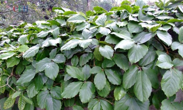 茎花崖爬藤图片二