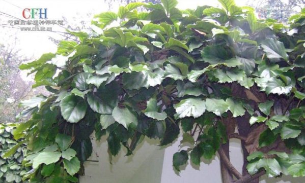 茎花崖爬藤图片三