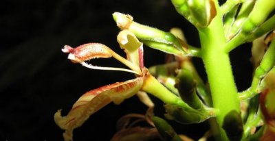 花叶山姜介绍 花叶山姜照片图