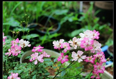 月季花八女津姬详解 八女津姬图片