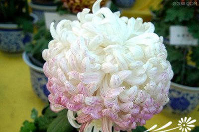 菊花详解 菊花图片集