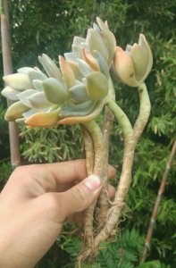 多肉植物老桩是什么 《多肉植物老桩的含义》