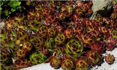 多肉植物长生草属的阳台种植非主流方法