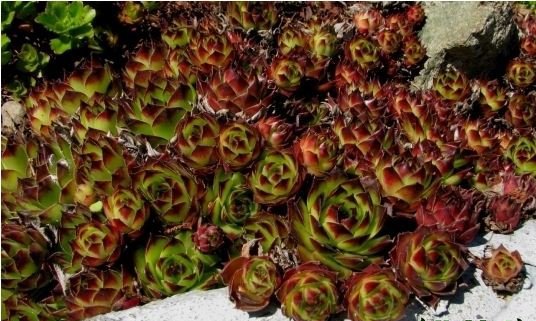 多肉植物长生草属的阳台种植非主流方法