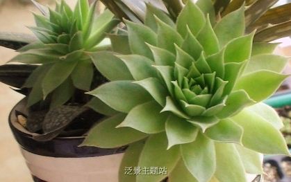 多肉植物长生草属的阳台种植非主流方法