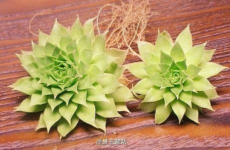 多肉植物长生草属的阳台种植非主流方法