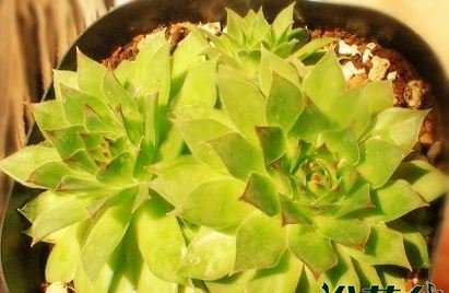 多肉植物长生草属的阳台种植非主流方法