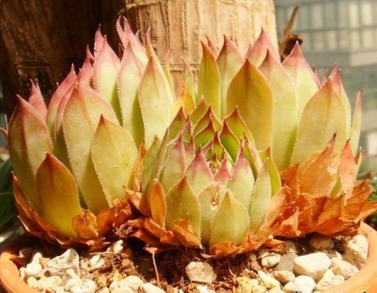 多肉植物长生草属的阳台种植非主流方法