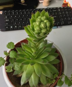 观音莲开花吗（图） 《观音莲是否会开花？（附图片）》