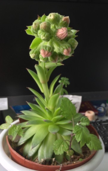 观音莲开花吗