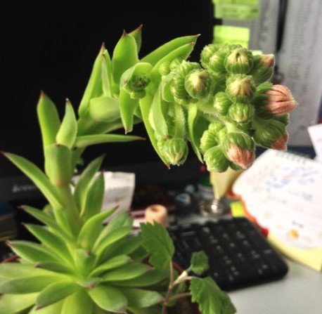 观音莲开花吗