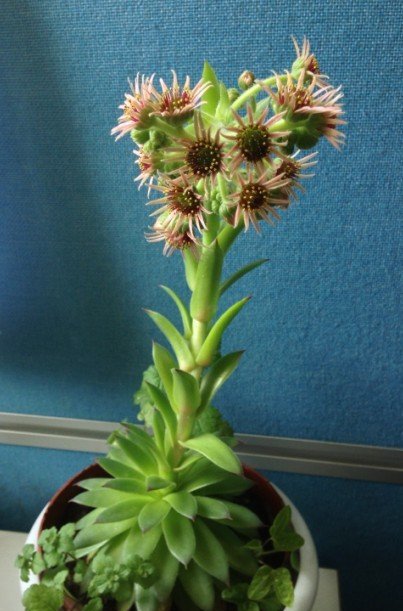 观音莲开花吗