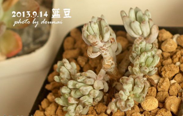 蓝豆怎么养