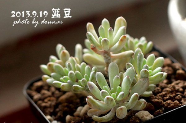 蓝豆怎么养