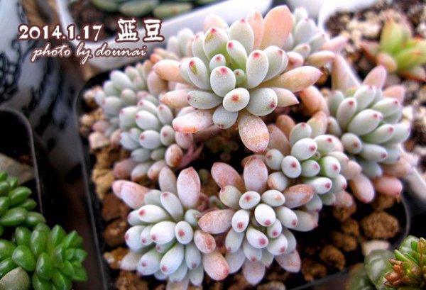 蓝豆怎么养