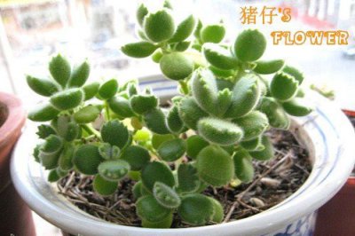 熊童子度夏 《熊童子安然度夏有妙招》