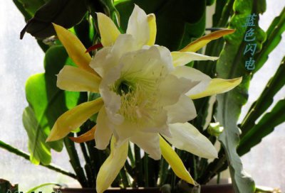 令箭荷花怎么养 《令箭荷花养护要点》