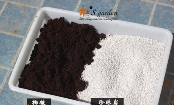 椰糠代替泥炭土实验对比